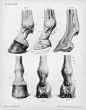 马的解剖学结构 （Horse anatomy by Herman Dittrich） - 长微博