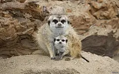 可爱猫鼬图片桌面高清壁纸桌面壁纸2