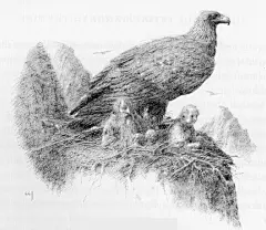 [奇幻插画大师Alan.Lee画集霍比特人及魔戒【jms动漫社吧】_百度贴吧