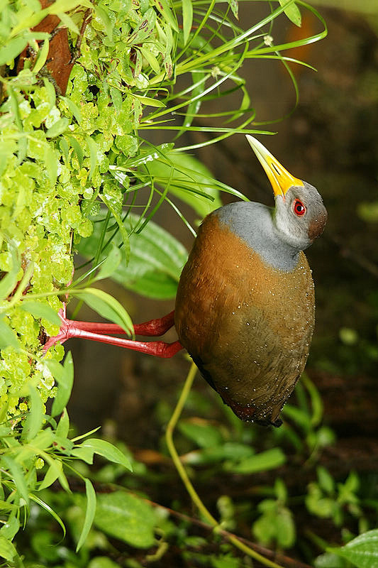 鹤形目秧鸡科林秧鸡属灰颈林秧鸡