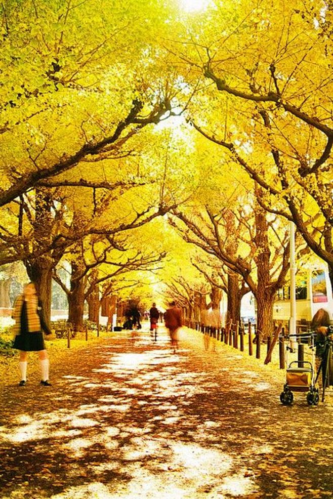 Gingko Tree Tunnel, ...
