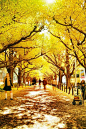 Gingko Tree Tunnel, Meji Shrine, Harajuku, Tokyo, Japan。日本东京明治神宫外苑银杏道。日本人将银杏视为“希望的承载者”，而银杏也常被称为“活化石”。如今在东京市共有大约65000棵银杏树，遍布街道和公园。 #攻略# #古镇# #国外##日本#