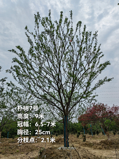 Da胆刁民采集到植物选型