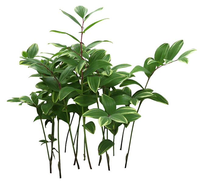 植物