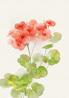 com采集月影风荷sky采集到oneday小清新手绘水彩插画_花卉组-马文焕