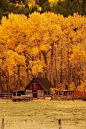 秋季树叶和乡村谷仓 - 和平。