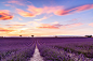 lLavender field summer sunset landscape in Provence by F Levente on 500px
