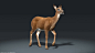 【新提醒】鹿和羊的各种动作参考 走 跑 跳等 - 游戏动画 - CGJOY