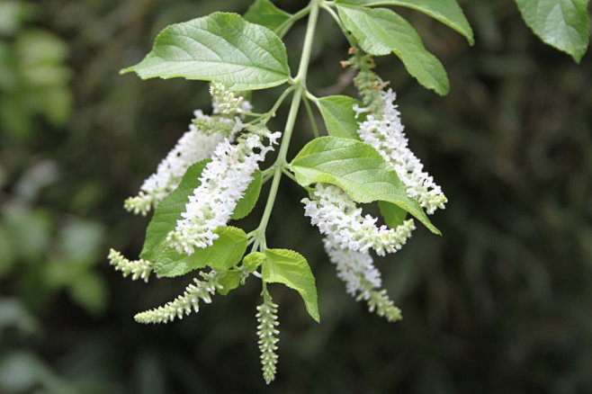 马鞭草科:Aloysia virgata...