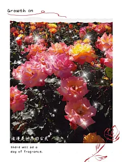 日常生活晒照风景拍立得胶片风plog模板