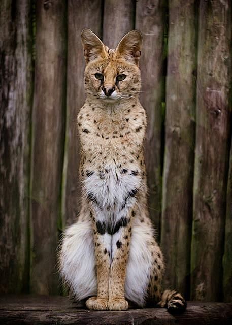 African Serval. Perf...