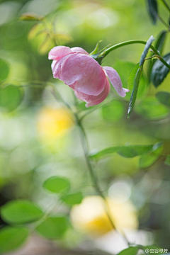 雨中的背影采集到那些花儿