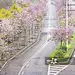 羊蹄甲