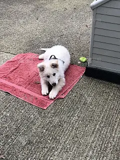 白色的德牧幼犬