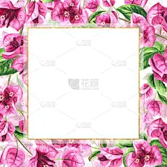 粉红九重葛带花与叶，方形卡带拷贝空间。手绘水彩插图，孤立的白色背景