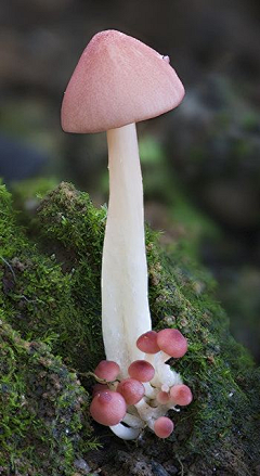WCAkF_风吹麦浪采集到蘑菇