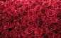 flowers roses red rose - Wallpaper (#28993) / Wallbase.cc