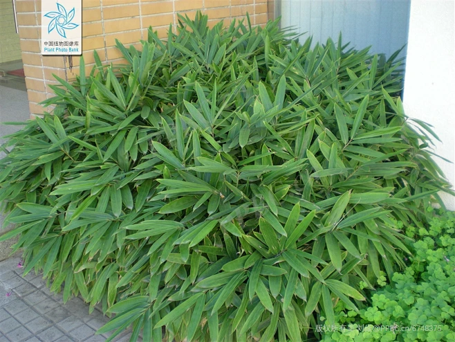箬竹 Indocalamus tessellatus (munro) Keng f. 中国植物图像库-花瓣网