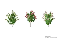 3D灌木木绣球SU模型下载_sketchup模型免费下载_素模网