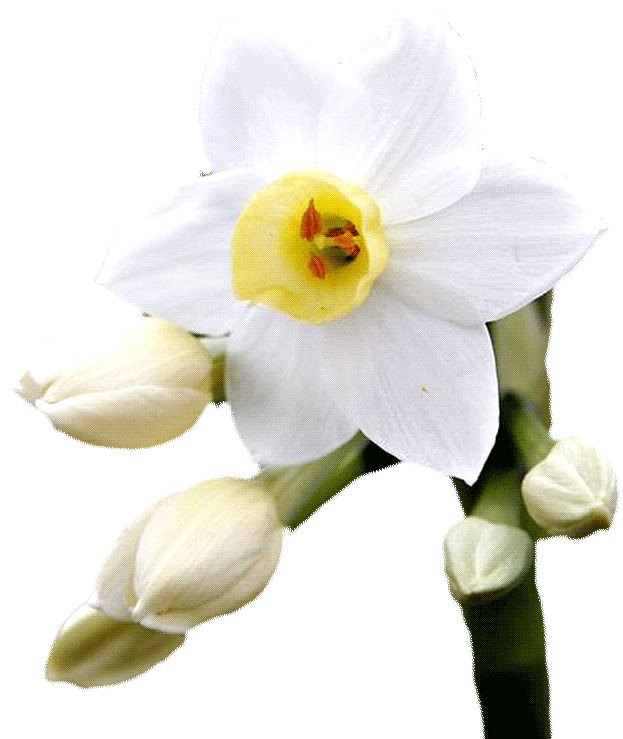 花png