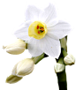 花png