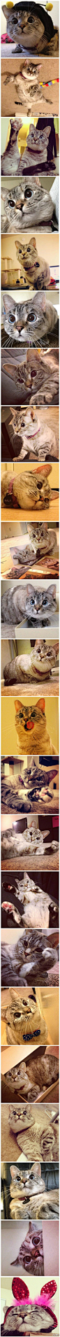 instagram爆红的喵星人Nala，是一只对眼猫，五个月大的时候被主人领养，凭借喜感的外表、超萌的姿态、谐星的潜质，迷倒众生！治愈到你了没？