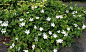 大叶栀子 Gardenia jasminoides f. grandiflora