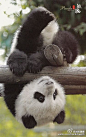 #晚安•健康# 晚安 让憨态可掬的熊猫宝宝陪你入睡