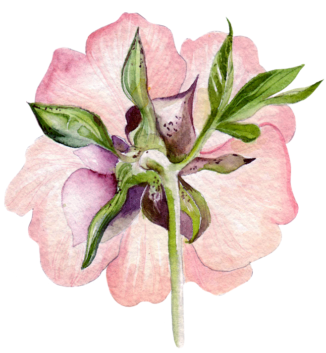 手绘花PNG