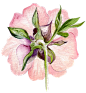 手绘花PNG