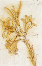 列奥纳多·达·芬奇（Leonardo Di Ser Piero Da Vinci）油画作品(14)