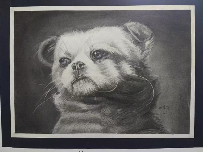 精微素描哈巴狗头部特写