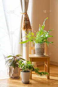 室内绿叶植物盆和白色窗帘在阳光下