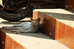 困猫股票照片日历或壁纸