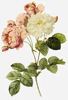 手绘月季花图案免抠素材_元小素 https://iipng.com 写实 复古 手绘 手绘月季 手绘花卉 文化艺术 月季花 植物 水彩 玫瑰 画风 绘画 绘画书法 花朵 设计