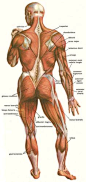 Posterior Skeletal Muscles Repinned by SOS Inc. Resources @sostherapy.