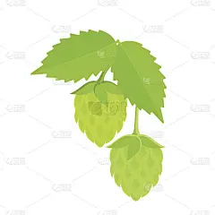 白色背景上的绿色啤酒花