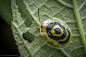 Target Tortoise Beetle (Ischnocodia annulus) - Belize