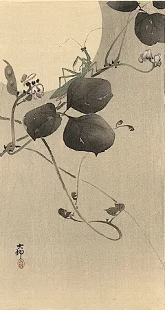 唯美工笔画   (螳螂)
