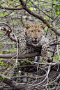 "Luangwa leopard" by Marc MOL
