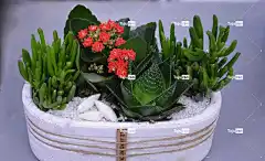 花 花香组合 花卉背景 花脂肪 仙人掌 花店 美丽的花朵 花壁纸