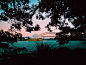 silhouette photo of trees with a view of Sydney Opera House