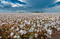 Cotton Field near Corpus Christi, Texas