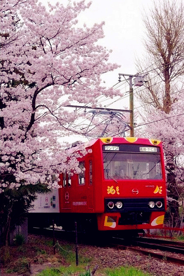 【美图】开往春天的列车