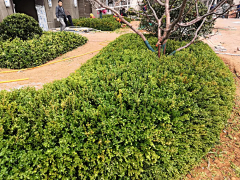 黄panpan采集到施工工艺