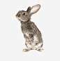 在嗅着的兔子高清素材 兔 兔子 动物 小兔子 生物 免抠png 设计图片 免费下载