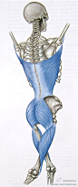 人体网路最快而且最重要的筋膜层是哪一个呢？是位在背部深层的，呈现「X」型，并连结了二个身体最大肌肉「背阔肌(Latissimus Dorsi)」及「臀大肌(Gluteus Maximus)」的「胸腰筋膜(Thoracolumbar Fascia)」。