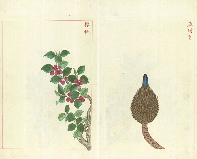 金石昆虫草木状.总二十七卷.明.文俶.绘.台北国家图书馆藏.明万历时期彩绘本_页面_706