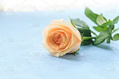 玫瑰,自然美,芳香的,贺卡,浪漫,蔷薇科,植物,背景,节日,礼物