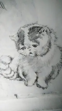 手绘插画 猫 萌宠